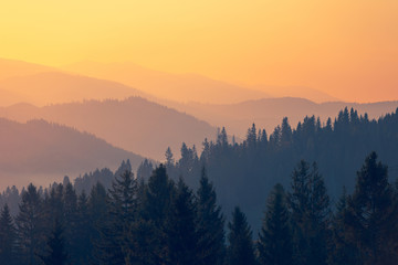 鉴宝专家马未都
